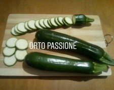 20 Semi Zucchina verde