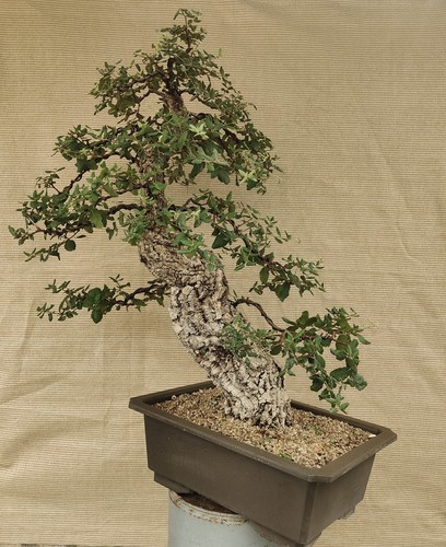 Pre bonsai esemplare - pre, di