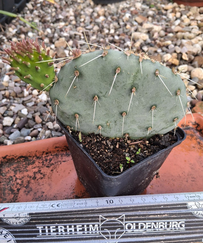 Proprio questo opuntia - questo:, spec