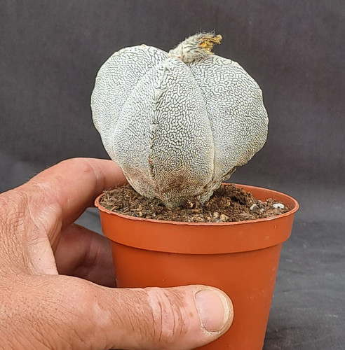 Astrophytum myriostigma - , f
