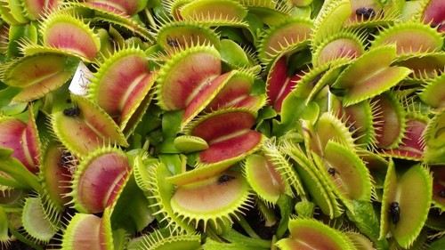 Pianta carnivora dionea - pianta,