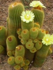 Parodia Leninghausii cactus