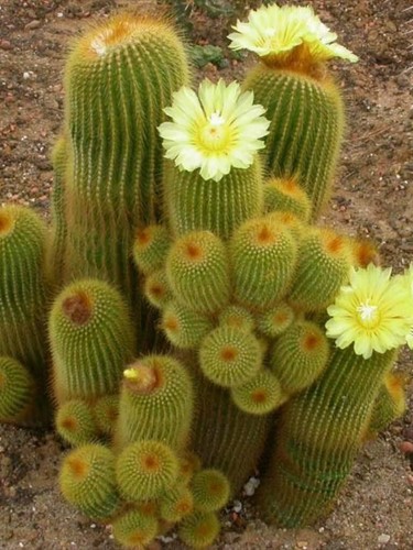 Parodia leninghausii cactus - parodia,