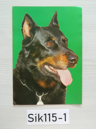 Cmx 15cm chien beauceron - cmx,