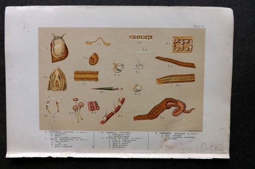 Stampa antica kingsley 1903 - stampa,