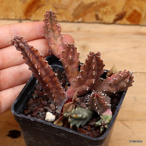 Huernia zebrina variegata - , vaso