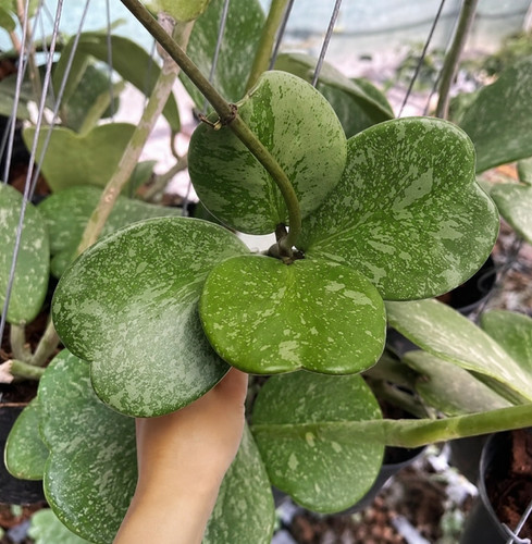 Hoya kerrii splash pianta - kerrii, da