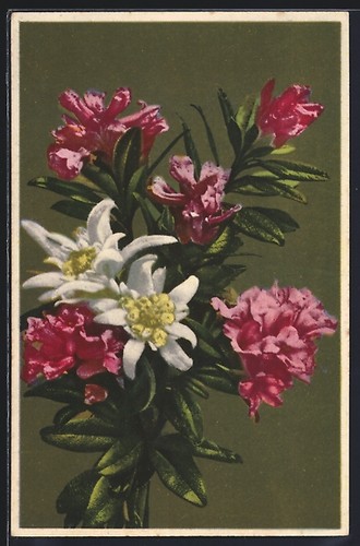 Fotocromia 2038 vari fiori - 2038:,