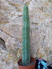 Pachanoi, San🌵Pedro 56cm