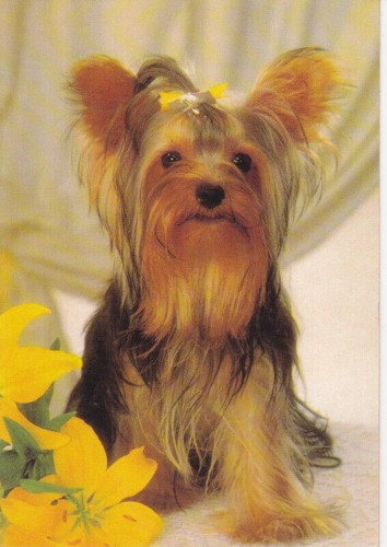 Yorkshire terrier yorky - yorkshire, ****