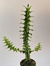Euphorbia Trigona Variegata - Cactus altamente variegato 
