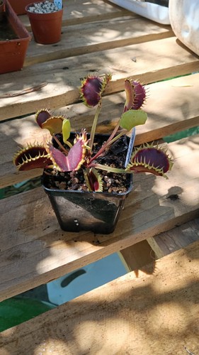 Dionaea muscipula chinese - dionaea,