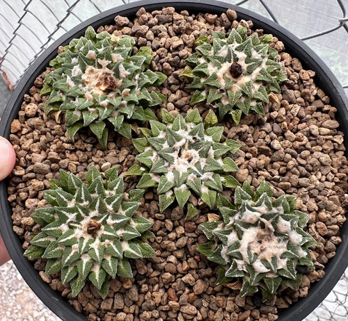 5piante ariocarpus - 5piante, x
