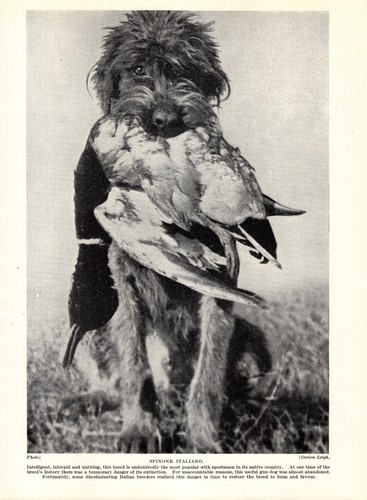 Antica stampa spinone - antica,