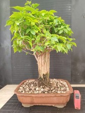 Bonsai bouganvillea 46 - h,