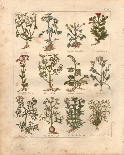 1810 print culpepers herbal - culpepers,