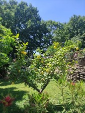 2 Piante di Limoni In Vaso 70