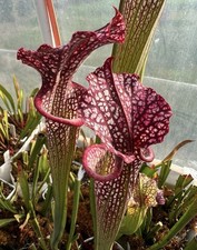 Pianta carnivora Sarracenia
