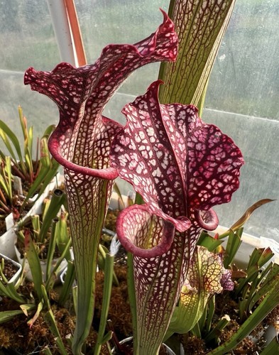 Pianta carnivora sarracenia - pianta,