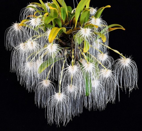 Bulbophyllum medusae specie - bulbophyllum, medusae,