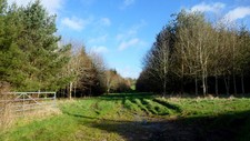 Photo 6x4 forest - 6x4,