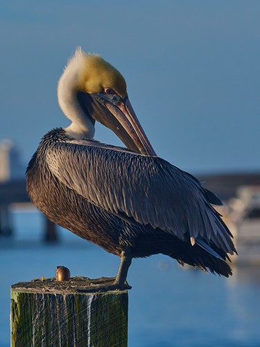 Nikon nikkor 70 - af-s, 70-300mm