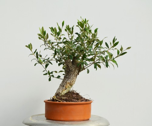 Bonsai olivo olea - de,