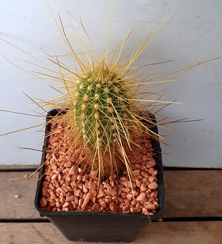 Cereus ibrido grandi fiori - t.,