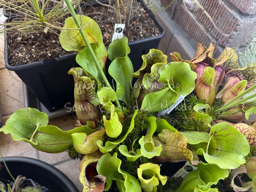 Sarracenia purpurea ssp - sarracenia,