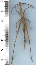 Orthoptera, acrididae -