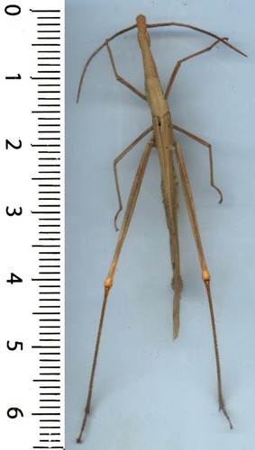 Orthoptera acrididae - orthoptera,,