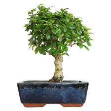 Bonsai Carmona - Bonsai Tè del Fukien Tè Coreano - Piante Vere da Interni