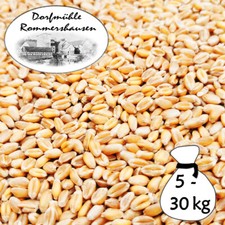 5-30 kg grano pulito mangime