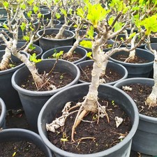 Ficus carica pre - (1)ficus, in