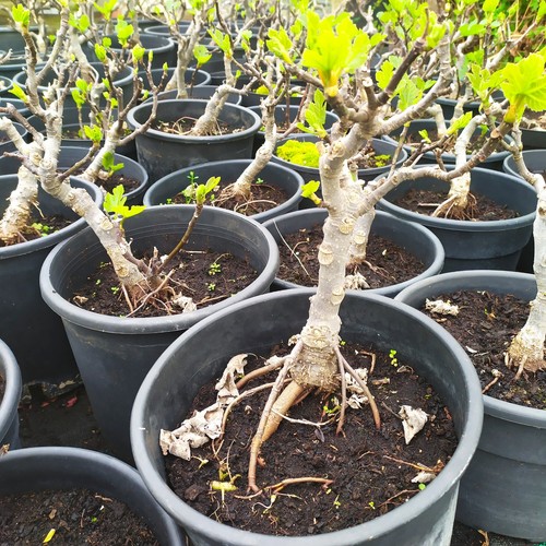 Ficus carica pre bonsai - pre-bonsai, in