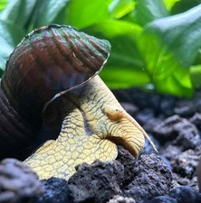 2 Yellow Poso Rabbit Snails