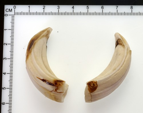 Bellissimi denti di - bellissimi,