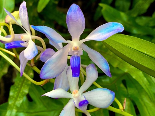 Vanda neofinetia ibrido new - ibrido, 'new