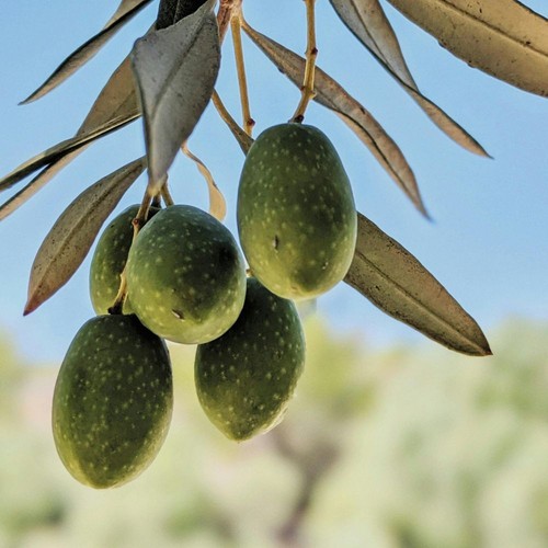Pianta ulivo nocellara del - nocellara,
