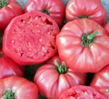 POMODORO HOMESTEAD ROSA