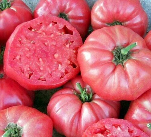 Pomodoro homestead rosa - homestead,
