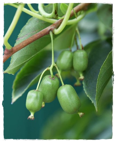 Pianta mini kiwi - pianta, di