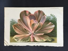 ANTICA STAMPA BOTANICA COLORATA ORIGINALE XIX SECOLO - DECORAZIONE ECHEVERIA - TIGLIO