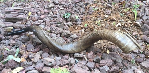 Corno yemenita antilope shofar - corno,