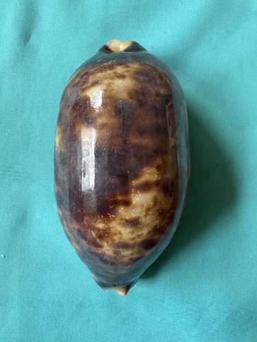 Cypraea testudinaria - xl,
