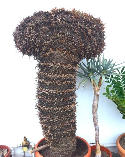 Cycas revoluta female - revoluta,