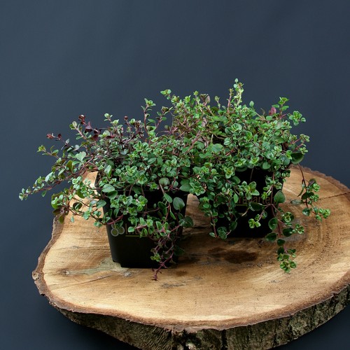 Thymus serpyllum copertura