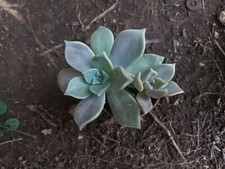 Graptopetalum del PARAGUAY. 1