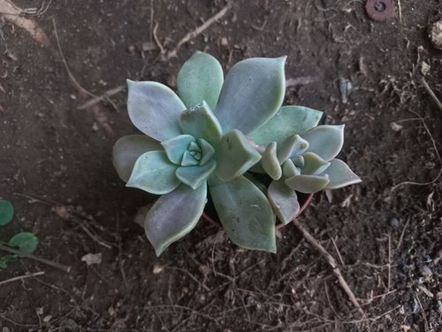 Graptopetalum del paraguay - paraguay., 1