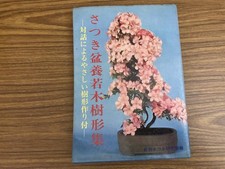 Azalea bonsai juvenile tree - juvenile,
